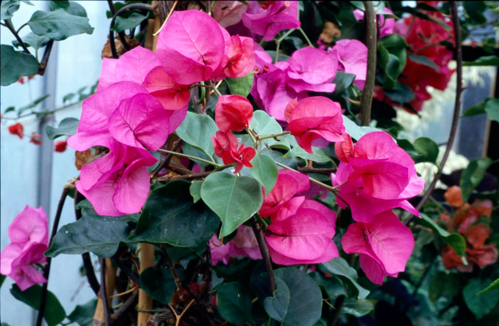 Bougainvillea Poultons Special - Bougainvillea 22cm