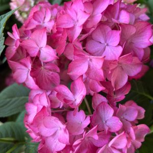 Hydrangea Pink Hydrangea Lacecap - Hydrangea macrophylla 22cm