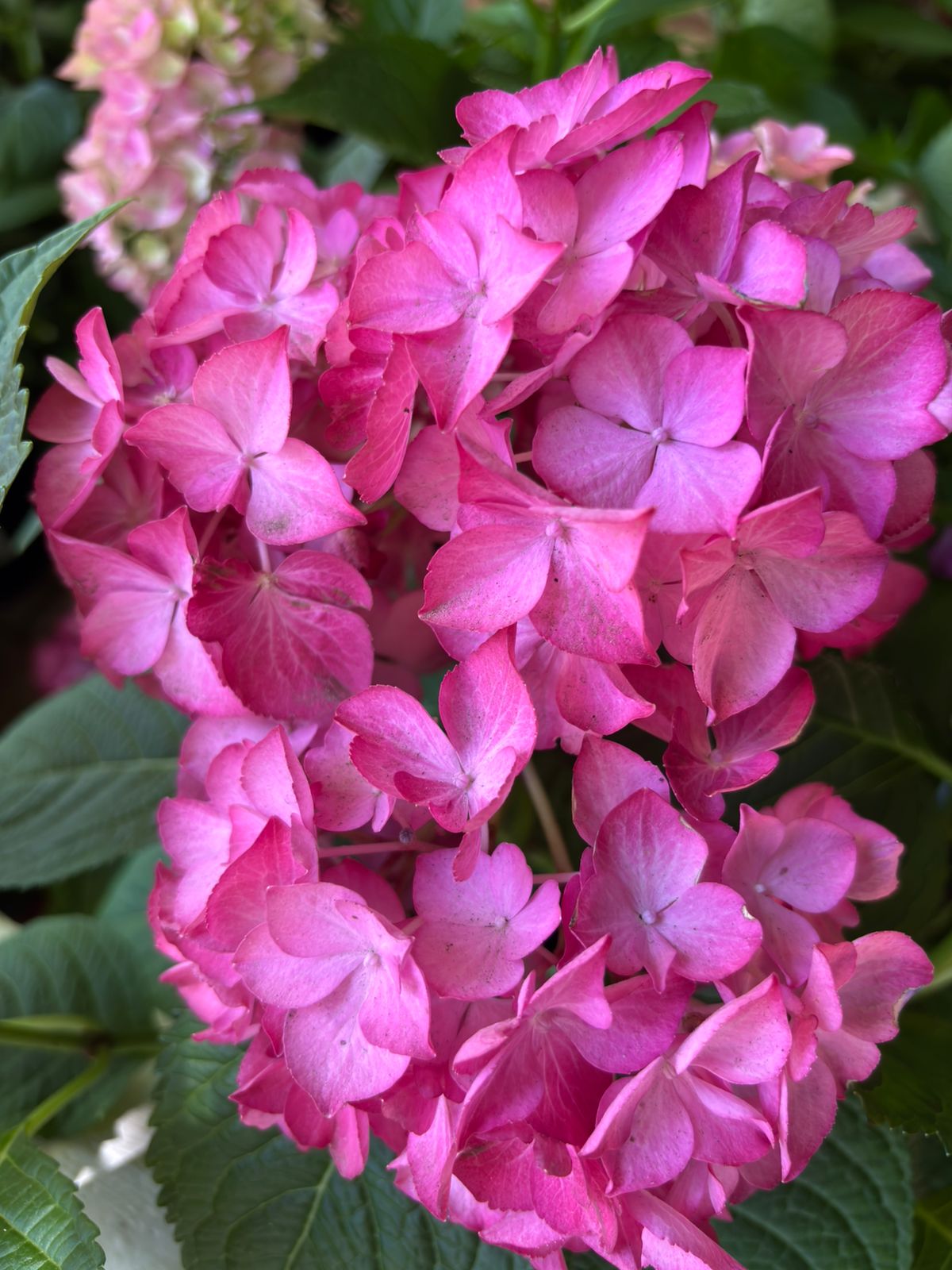 Hydrangea Pink Hydrangea Lacecap - Hydrangea macrophylla 22cm