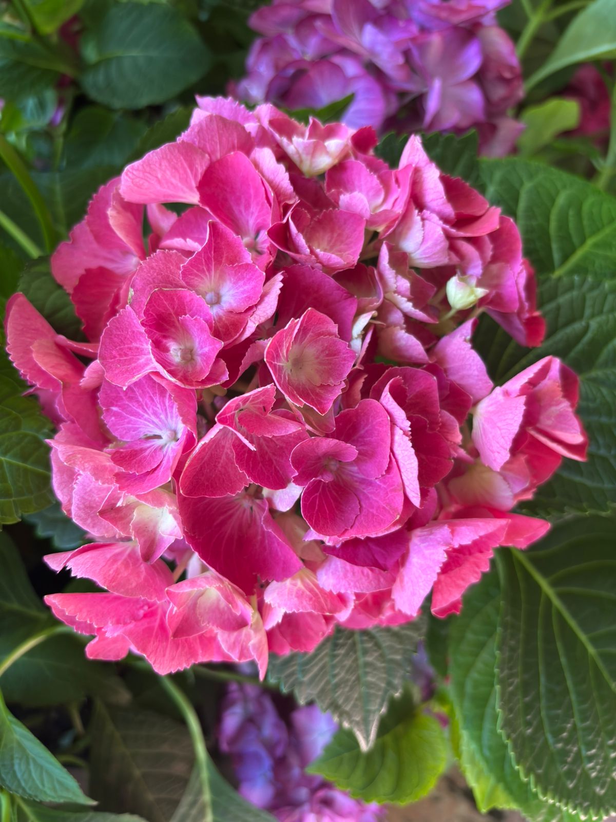 Hydrangea Pink Hydrangea Lacecap - Hydrangea macrophylla 22cm - Image 2