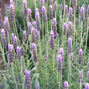 LAVANDULA DENTATA Lavender 'Candicans' 17cm