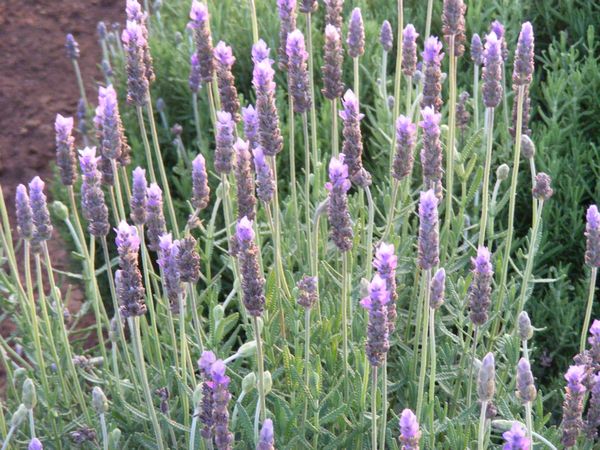 French Lavender Candicans - Lavandula dentata 17cm