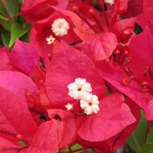 BOUGAINVILLEA Bougainvillea 'Rubery' 22cm