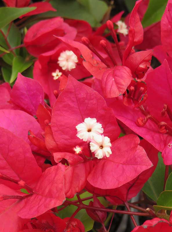 Bougainvillea Rubery - Bougainvillea 22cm
