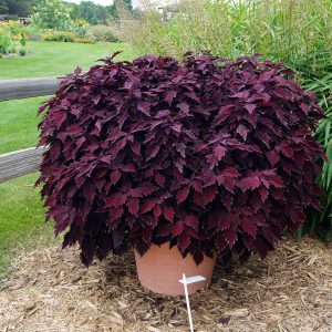 COLEUS ‘MAROON’ 15cm
