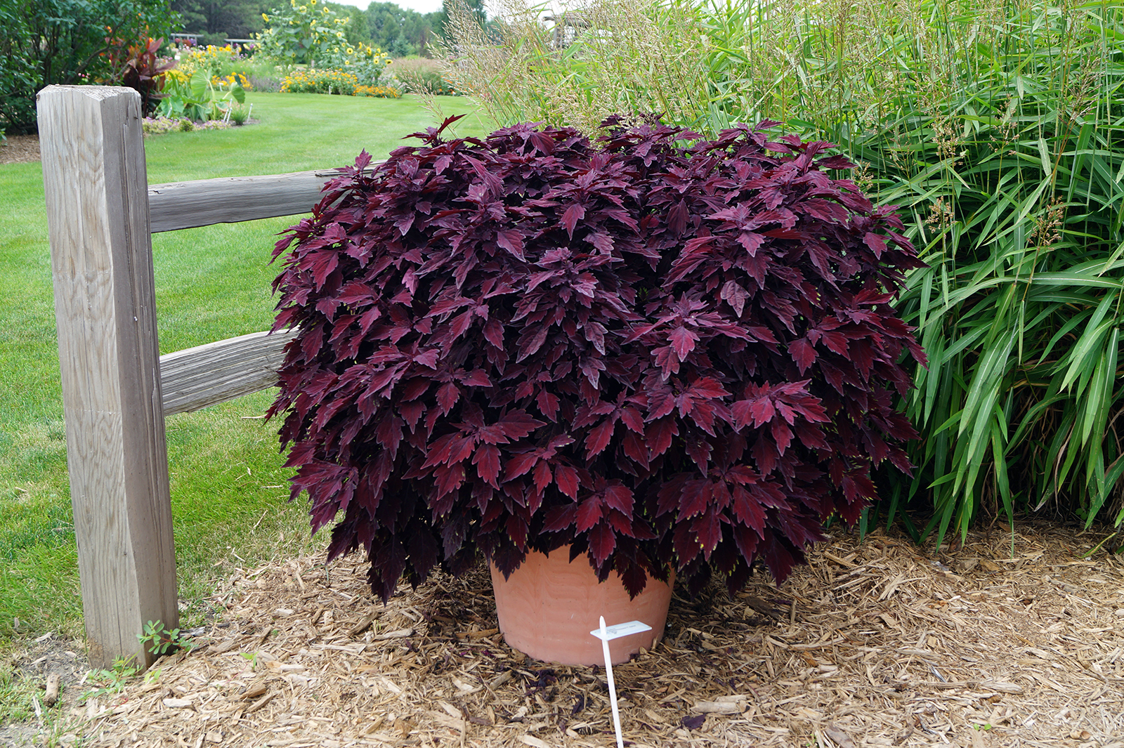 Coleus Maroon 15cm