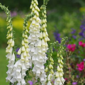 DIGITALIS PURPUREA ‘ALBIFLORA’ White Foxglove 15cm