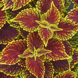 COLEUS ‘COLEOSAURUS’ 15cm