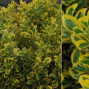 EUONYMUS JAPONICUS Japanese Spindle Variegated 17cm