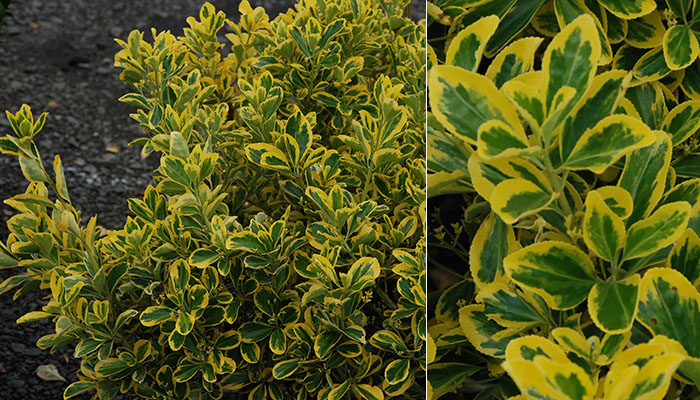 Japanese Spindle Variegated - Euonymus japonicus 17cm