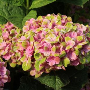 HYDRANGEA MACROPHYLLA Hydrangea 'Magical Coral' 22cm pot