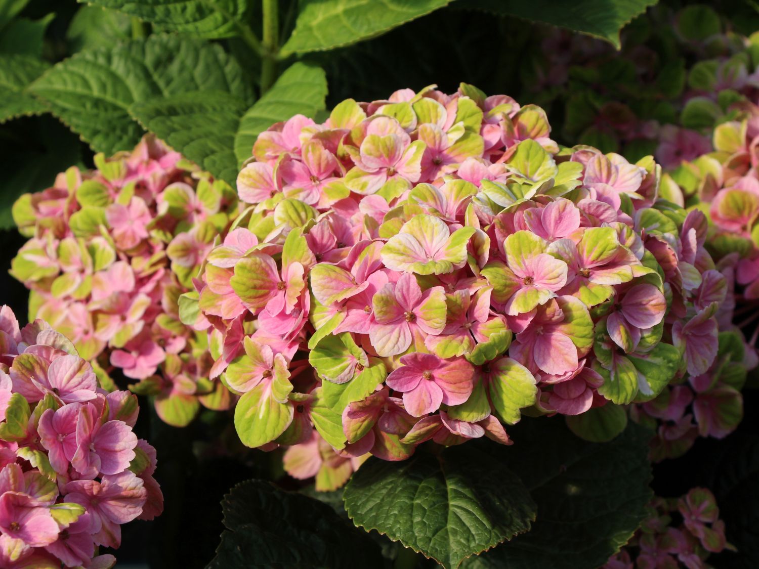 Hydrangea Magical Coral - Hydrangea macrophylla 22cm