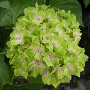 HYDRANGEA MACROPHYLLA Hydrangea Magical Green Cloud 22cm pot