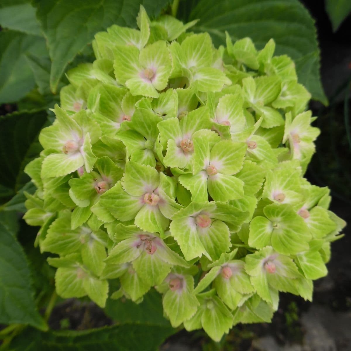 Hydrangea Magical Green Cloud - Hydrangea macrophylla 22cm