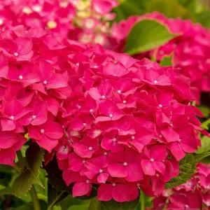 HYDRANGEA MACROPHYLLA Hydrangea 'Leuchtfeuer' 22cm pot