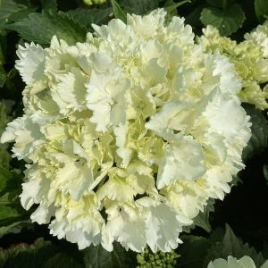 HYDRANGEA MACROPHYLLA Hydrangea 'Magical Ivory 22cm pot