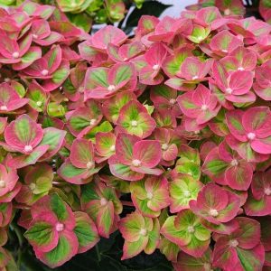 HYDRANGEA MACROPHYLLA Hydrangea 'Magical Greenfire' 22cm pot