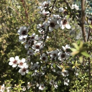 LEPTOSPERMUM SCOPARIUM Tea Tree 'Alba' 17cm