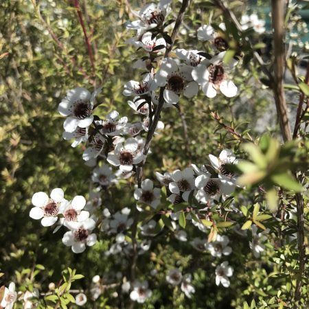 Manuka Alba - Leptospermum scoparium 17cm