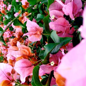 BOUGAINVILLEA Bougainvillea 'Ruaraka' 22cm