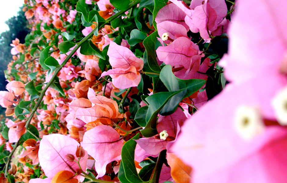Bougainvillea Ruaraka - Bougainvillea 22cm