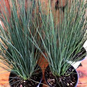 Juncus Blue Dart - Juncus blue dart 15cm