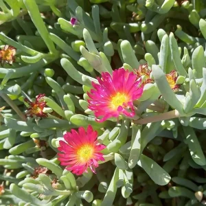 Ice Plant Purple Pink - Malephora crocea 15cm