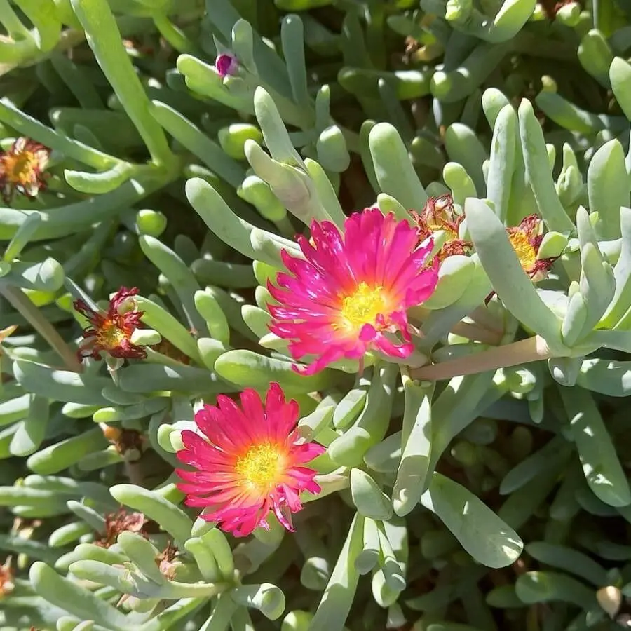 Ice Plant Purple Pink - Malephora crocea 15cm