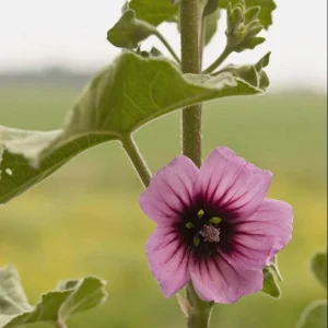 Tree Mallow - Lavatera arborea 17cm