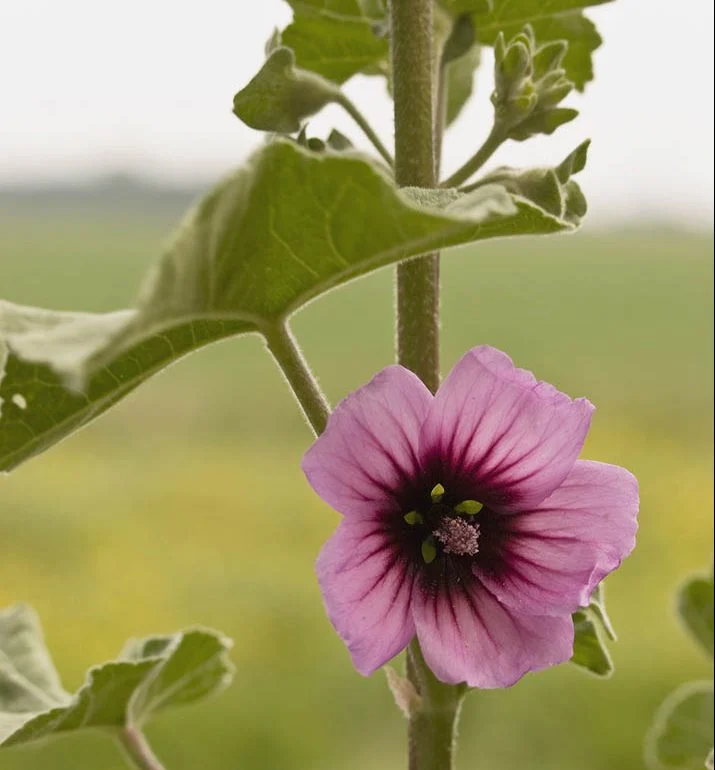 LAVATERA ARBOREA Tree Mallow 17cm