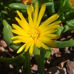 Ice Plant Yellow - Malephora crocea 15cm