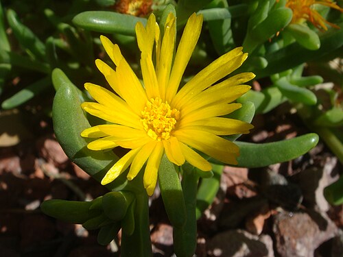 Ice Plant Yellow - Malephora crocea 15cm