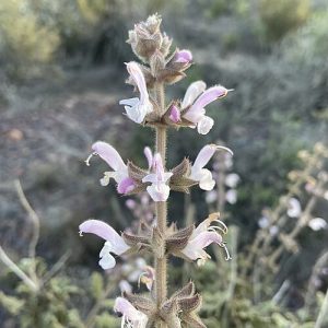 Salvia Wild Giant Sage - Salvia disermas 15cm