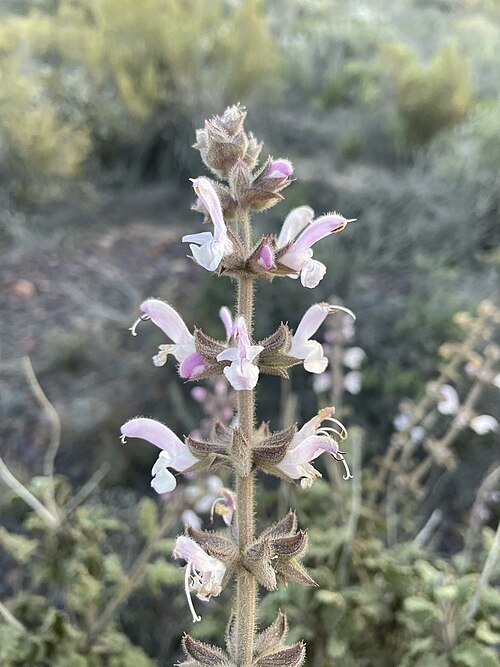 Salvia Wild Giant Sage - Salvia disermas 15cm