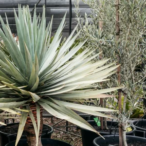 DRACAENA DRACO Dragon Tree 17cm