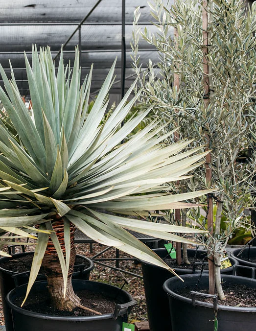 DRACAENA DRACO Dragon Tree 17cm