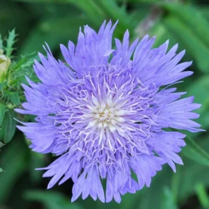Stokes' Aster Blue - Stokesia laevis 17cm