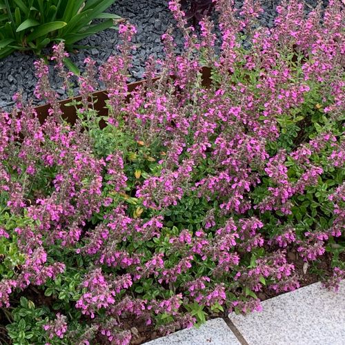Wall Germander - Teucrium chamaedrys 15cm - Image 2