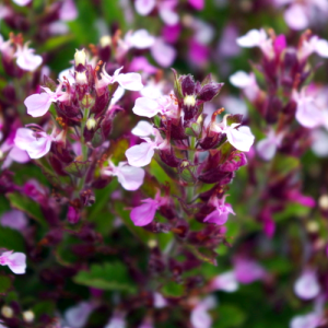 Wall Germander - Teucrium chamaedrys 15cm