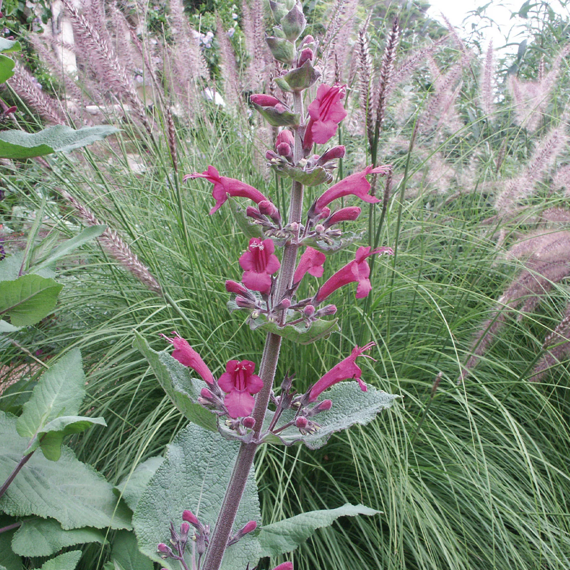 Pitcher Sage - Lepechinia hastata 17cm - Image 2