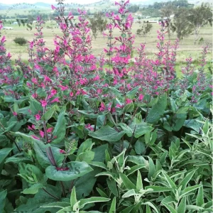 Pitcher Sage - Lepechinia hastata 17cm