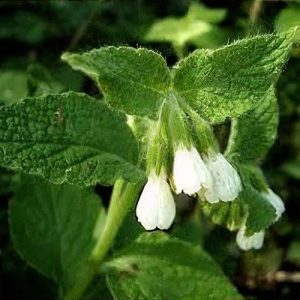 Comfrey White - Symphytum orientale 15cm