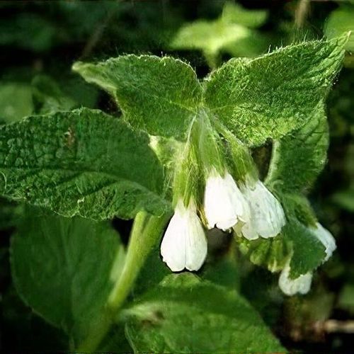 SYMPHYTUM ORIENTALE White Comfrey 15cm