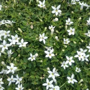 Star Creeper - Pratia angulata 15cm