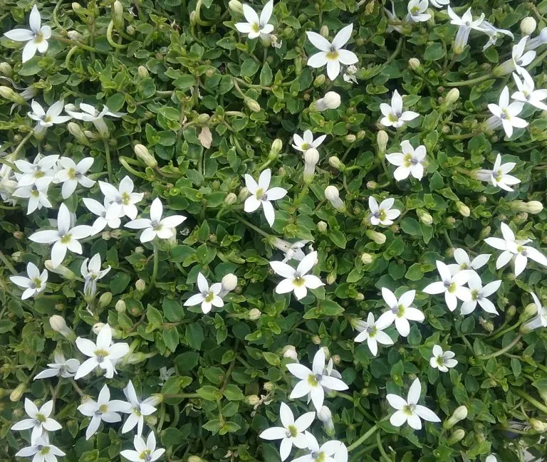 PRATIA ANGULATA Trailing Pratia 15cm