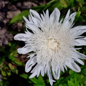 Stokes' Aster White - Stokesia laevis 17cm