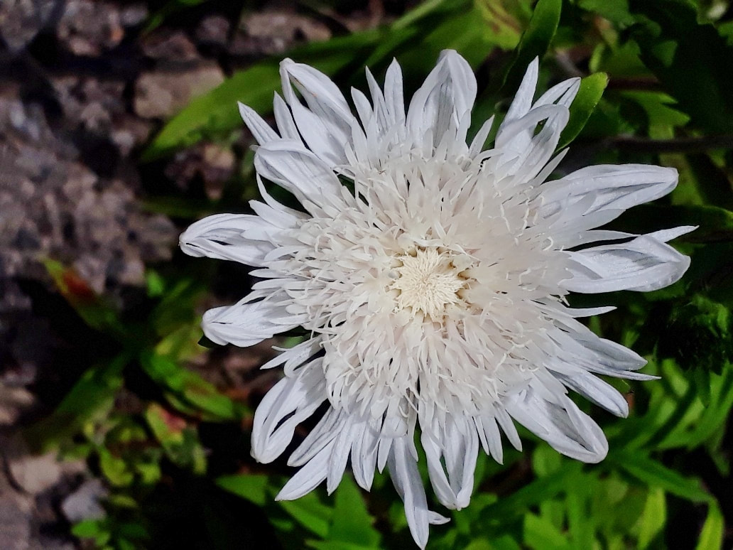STOKESIA LAEVIS 'WHITE' White Stokes' Aster 17cm
