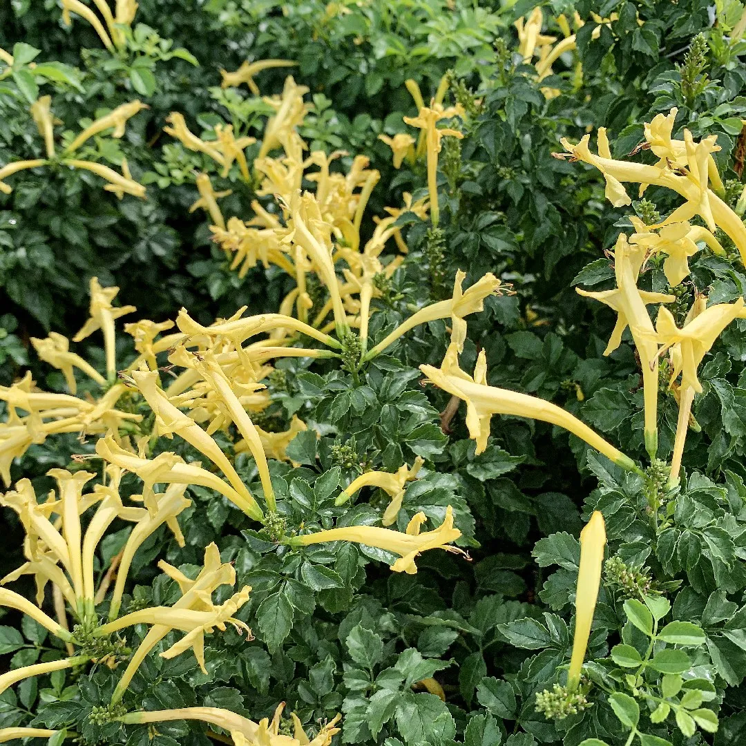 TECOMA CAPENSIS "Cape Honeysuckle" Lutea 17cm