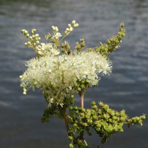 Meadowsweet - Filipendula ulmaria 15cm