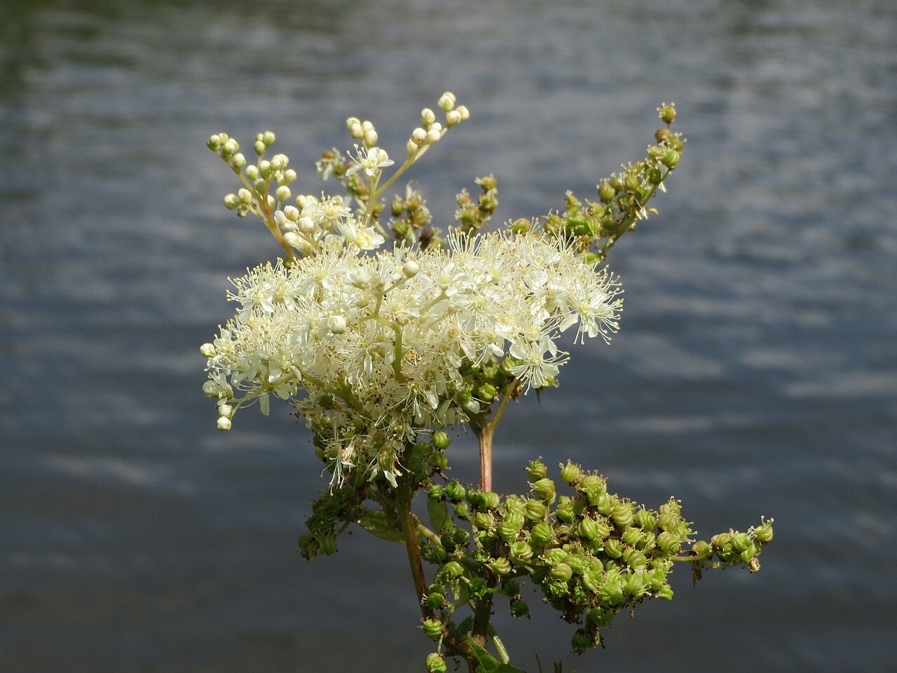 Meadowsweet - Filipendula ulmaria 15cm